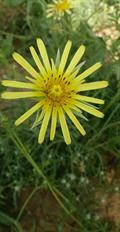 Tragopogon  buphthalmoides 
